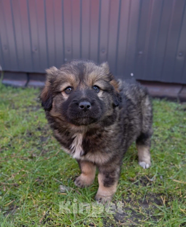 Собаки в Санкт-Петербурге: Щенки девочки ищут дом  Девочка, Бесплатно - фото 4