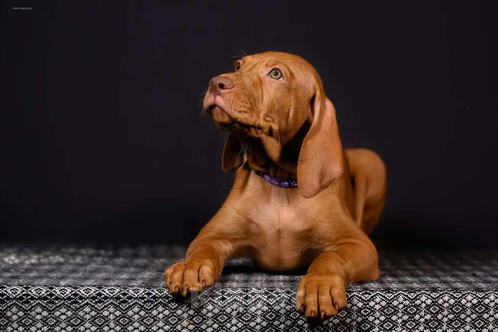 Собаки в Ярославле: Щенок . Венгерская легавая (выжла) Мальчик, 70 000 руб. - фото 1