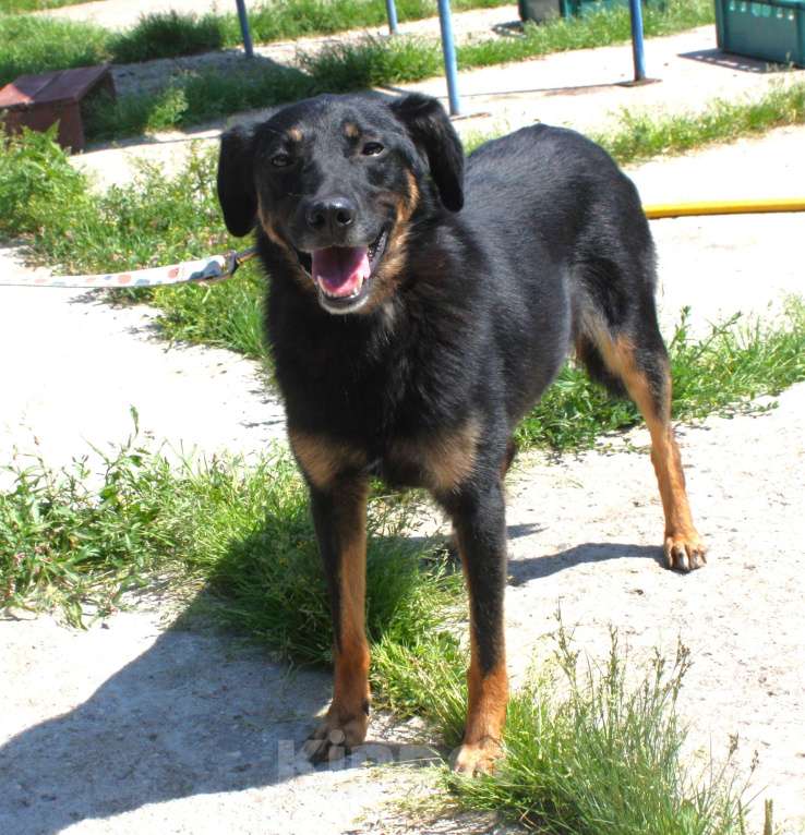 Собаки в Москве: Ласковая, добрая собака Альма ждет своего родного ЧЕЛОВЕКА! Девочка, Бесплатно - фото 4