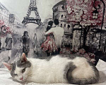 Кошки в Москве: Одноглазый котенок Базилик — никто не хочет взять его домой Мальчик, 1 руб. - фото 3