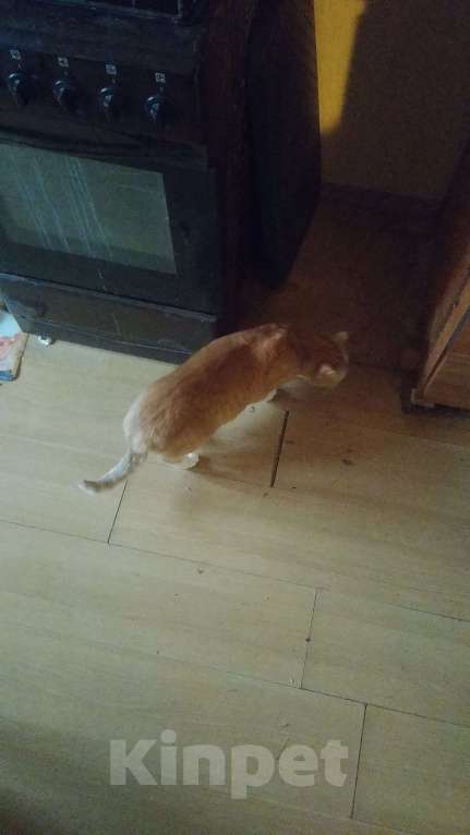 Кошки в Москве: Бусинка в поисках своего человека  Девочка, Бесплатно - фото 2