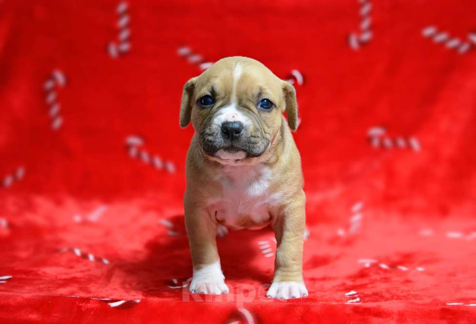 Собаки в Москве: Прекрасная рыжая девочка амстафф Девочка, 60 000 руб. - фото 5