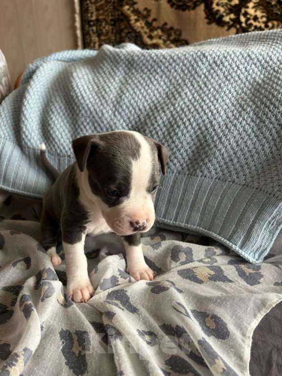 Собаки в Москве: Голубо-белая дама Девочка, 60 000 руб. - фото 4