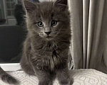 Кошки в Севастополе: Продаются котята породы Мейн-кун Разнополые, Бесплатно - фото 6