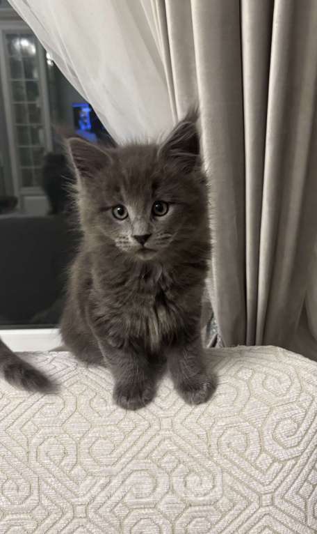 Кошки в Севастополе: Продаются котята породы Мейн-кун Разнополые, Бесплатно - фото 6