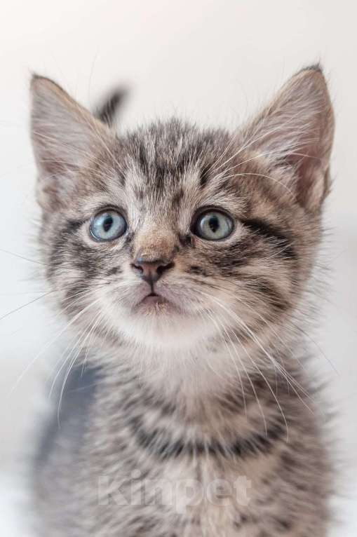 Кошки в Москве: Срочно ищут дом три малыша-солнышка.  Девочка, Бесплатно - фото 7