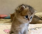 Кошки в Москве: Котята Scottish fold Мальчик, 50 000 руб. - фото 3
