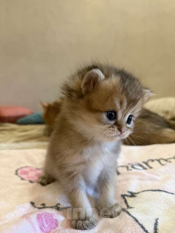 Кошки в Москве: Котята Scottish fold Мальчик, 50 000 руб. - фото 3