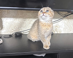 Кошки в Краснодаре: Шотландская золотая Девочка, 20 000 руб. - фото 1