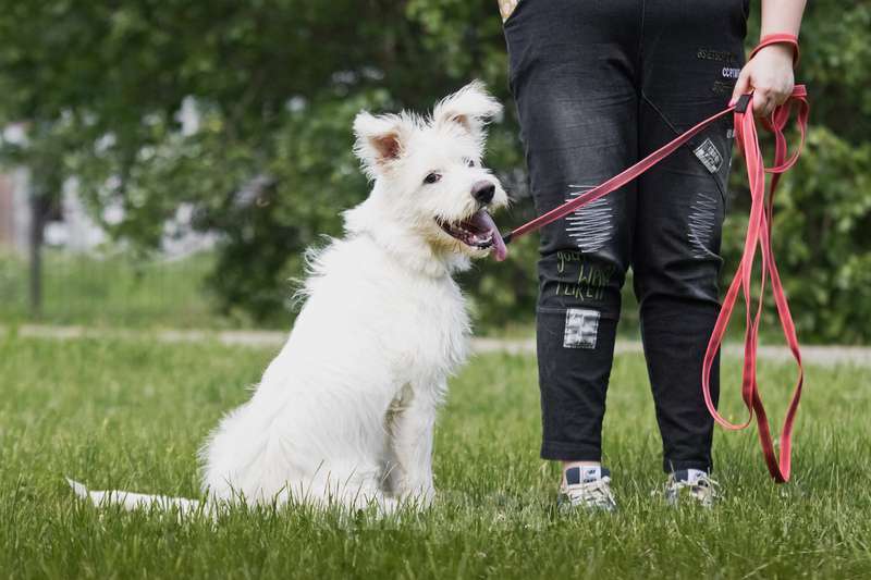 Собаки в Москве: Щенок бородатик — метис ирландского волкодава Бадди в дар Мальчик, Бесплатно - фото 3