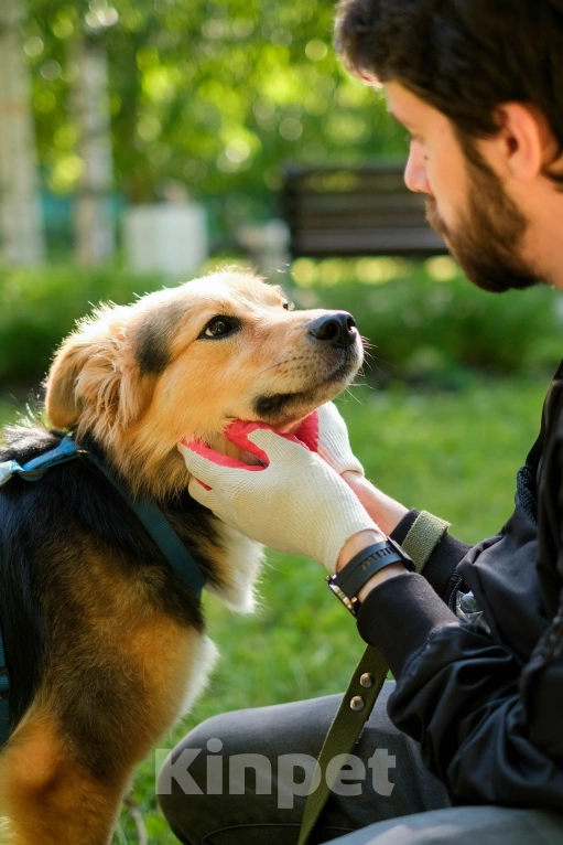 Собаки в Санкт-Петербурге: Собака из приюта: пушистая Келли Девочка, Бесплатно - фото 8