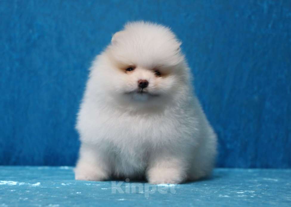 Собаки в Москве: Щенки померанского шпица Девочка, Бесплатно - фото 1