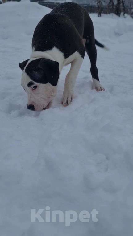 Собаки в других городах Свердловской области: Предлогаю щенка девочку, прошедшую актировку. Девочка, 20 000 руб. - фото 3