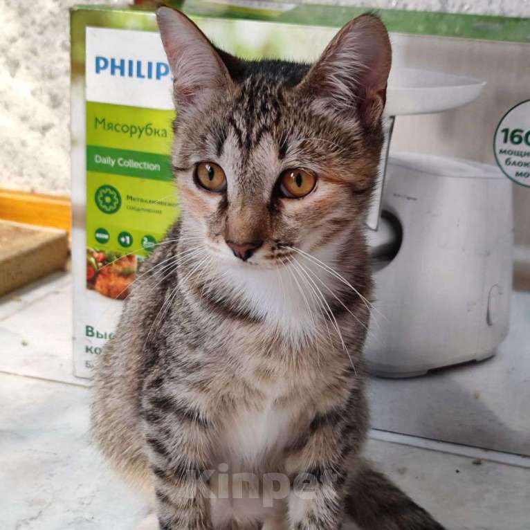 Кошки в Москве: Маленькая Маруня ищет домик Девочка, Бесплатно - фото 2