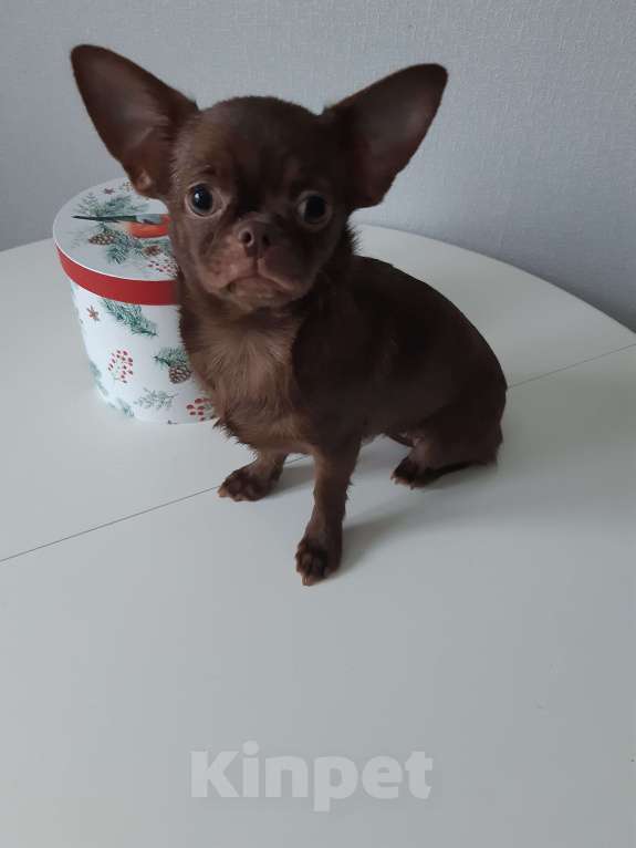 Собаки в Санкт-Петербурге: Малышка чишка Девочка, 35 000 руб. - фото 1