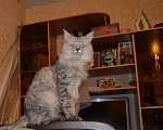 Кошки в Йошкаре-Оле: Ищем кошечку для вязки., 5 000 руб. - фото 1