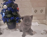 Кошки в Собинке: Британские вислоухие дети, 2 300 руб. - фото 6