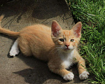 Кошки в Болхове: Мальчик Мальчик, Бесплатно - фото 2