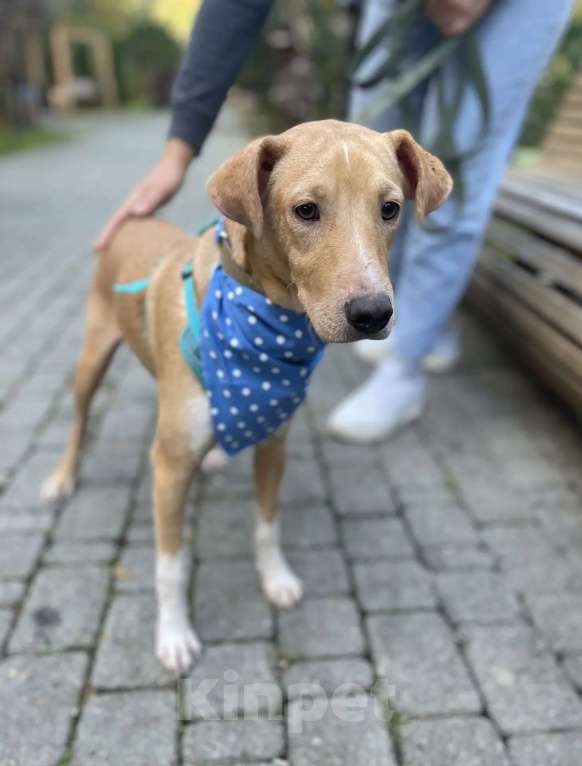 Собаки в Люберцах: Солнечный парень Вилли в поисках родителей Мальчик, Бесплатно - фото 2