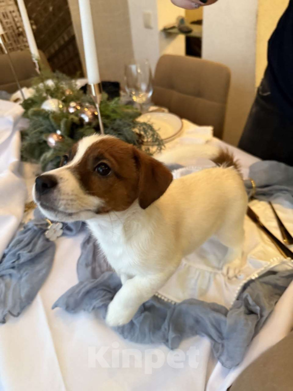 Собаки в Екатеринбурге: Породистый щенок Джек рассел терьер  Мальчик, 45 000 руб. - фото 2