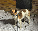 Собаки в Санкт-Петербурге: Скромный, спокойный и ласковый небольшой пёс Мальчик, Бесплатно - фото 8