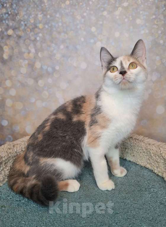 Кошки в Москве: Голубо-кремовая трехцветная кошка в добрые руки Девочка, Бесплатно - фото 3