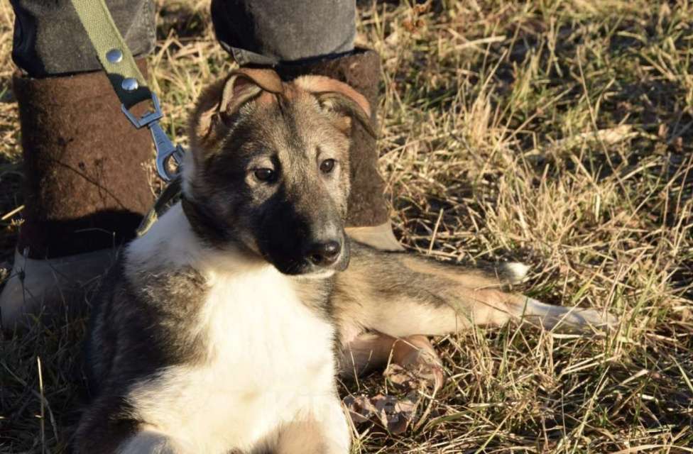 Собаки в Москве: Малышка ищет любящий дом😊 Девочка, Бесплатно - фото 4