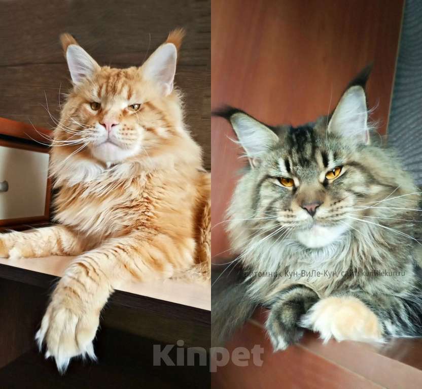 Кошки в Москве: Мейн-Кун котята Разнополые, Бесплатно - фото 1
