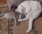 Кошки в Махачкале: Отдам в добрые руки. Мальчик, Бесплатно - фото 4