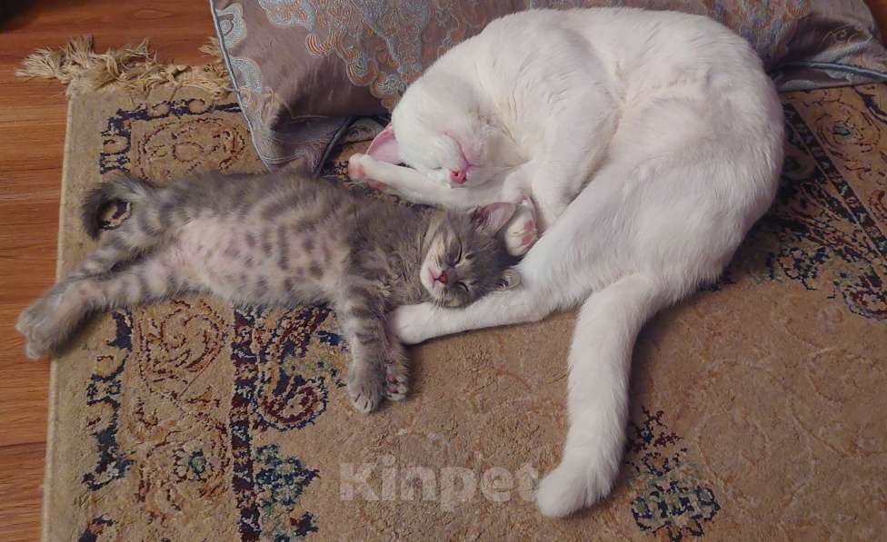 Кошки в Махачкале: Отдам в добрые руки. Мальчик, Бесплатно - фото 4