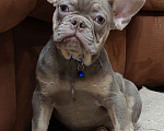 Собаки в Туле: Мальчик французского бульдога изабелла нью шейд Мальчик, 65 000 руб. - фото 2