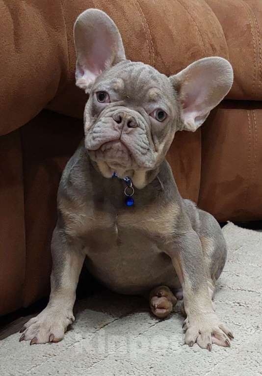 Собаки в Туле: Мальчик французского бульдога изабелла нью шейд Мальчик, 65 000 руб. - фото 2