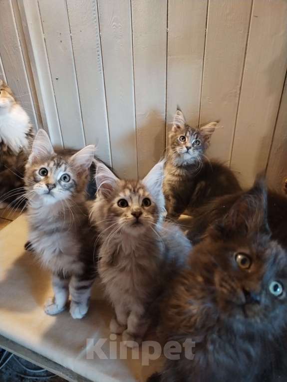 Кошки в Петрозаводске: Котенок мейн-кун  Мальчик, 35 000 руб. - фото 5