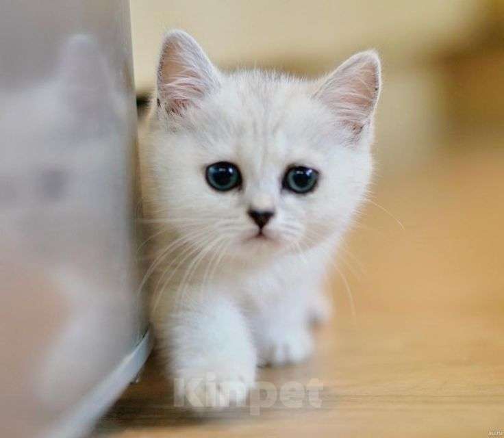 Кошки в Магнитогорске: Продам Шотландских котят 1.5 месяца Мальчик, 5 500 руб. - фото 2