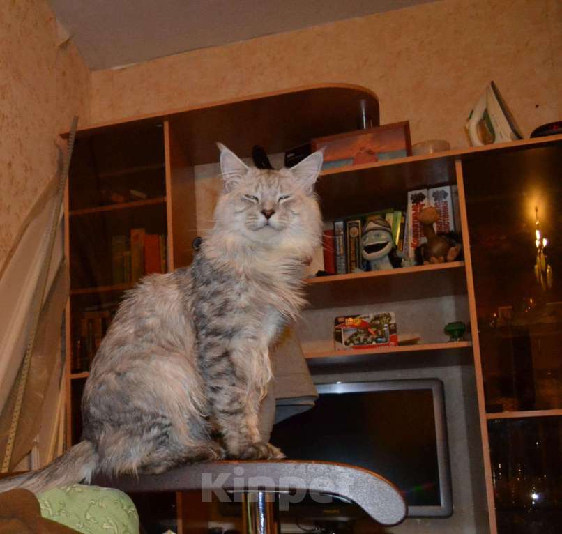 Кошки в Йошкаре-Оле: Ищем кошечку для вязки., 5 000 руб. - фото 1