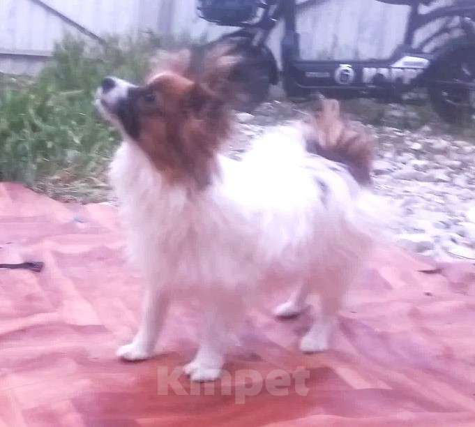 Собаки в Анапе: континентальный той спаниель мальчики и девочки Мальчик, Бесплатно - фото 5