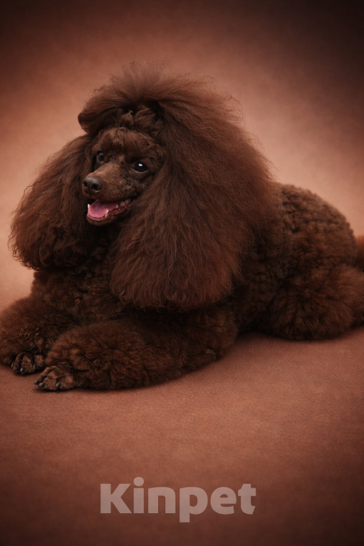 Собаки в Москве: Пудель миниатюра Мальчик, Бесплатно - фото 4