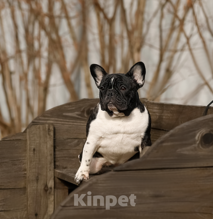 Собаки в Санкт-Петербурге: Ума Девочка, Бесплатно - фото 3