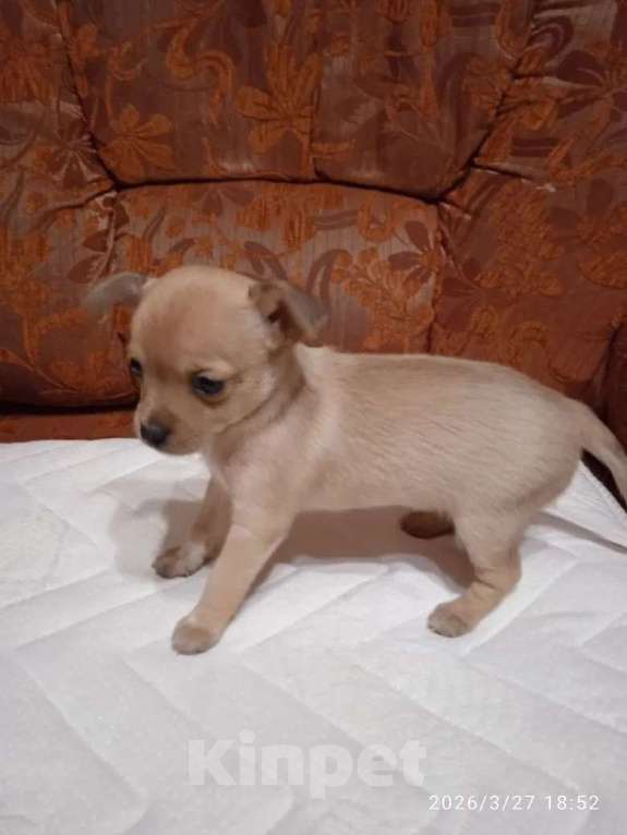 Собаки в других городах Московской области: Продаю щенка Девочка, Бесплатно - фото 2