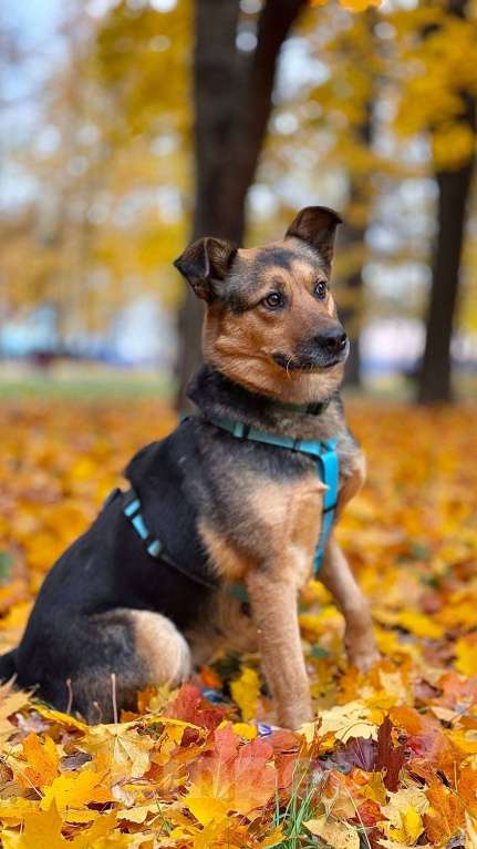 Собаки в Москве: Шуня -маленькое чудо с большим сердцем: ищет дом! Девочка, Бесплатно - фото 4