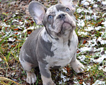 Собаки в Москве: Голубой мерле  Мальчик, Бесплатно - фото 2