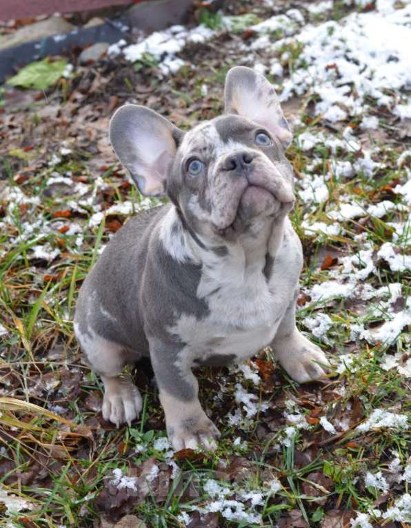 Собаки в Москве: Голубой мерле  Мальчик, Бесплатно - фото 2