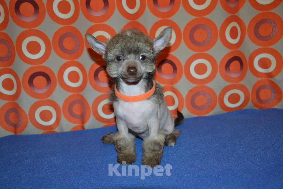 Собаки в Москве: Щенки китайской хохлатой собаки  Мальчик, 20 000 руб. - фото 3