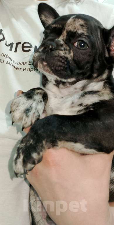 Собаки в Георгиевске: Щенок французского бульдога  Мальчик, 22 000 руб. - фото 3