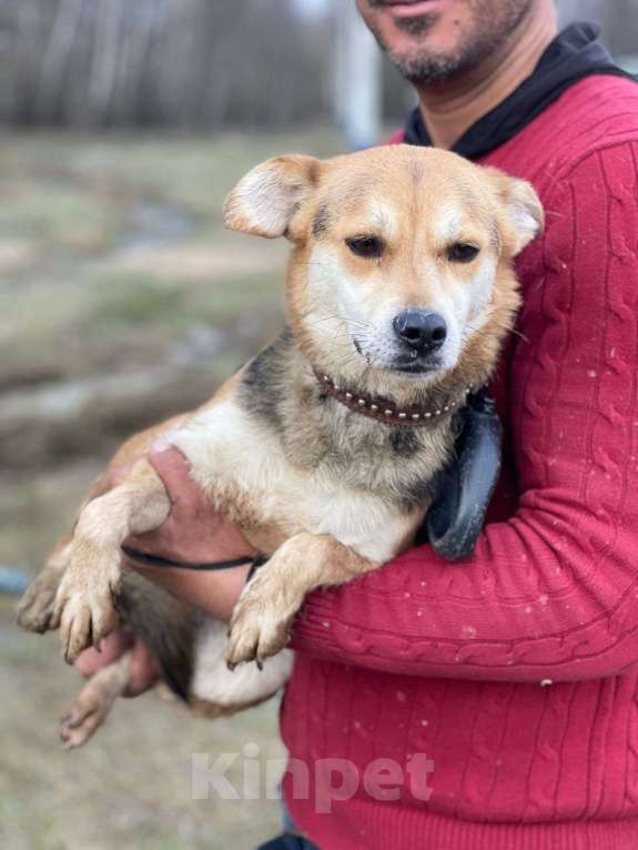 Собаки в Москве: Уля, 3 года. Вес 7 кг - малышка в приюте Девочка, Бесплатно - фото 4