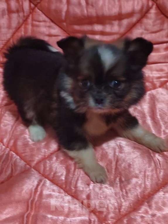 Собаки в Екатеринбурге: Миничка Девочка, 50 000 руб. - фото 2