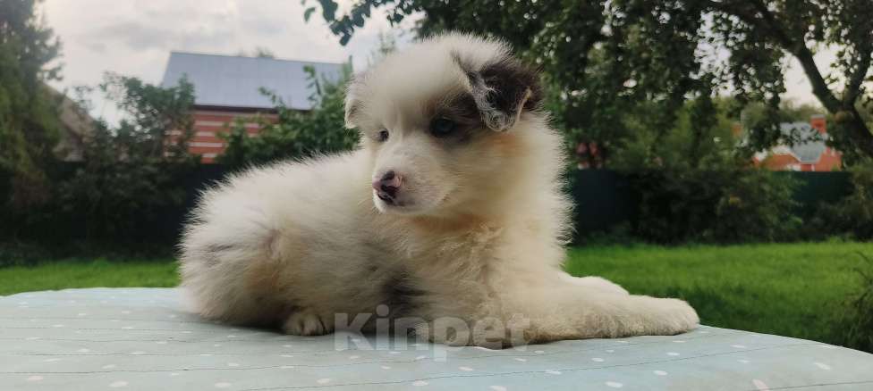 Собаки в Домодедово: Щенок Австралийской овчарки  Девочка, 60 000 руб. - фото 4