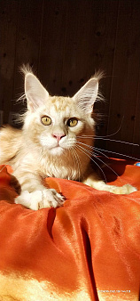 КОТЕНОК МЕЙН-КУН 