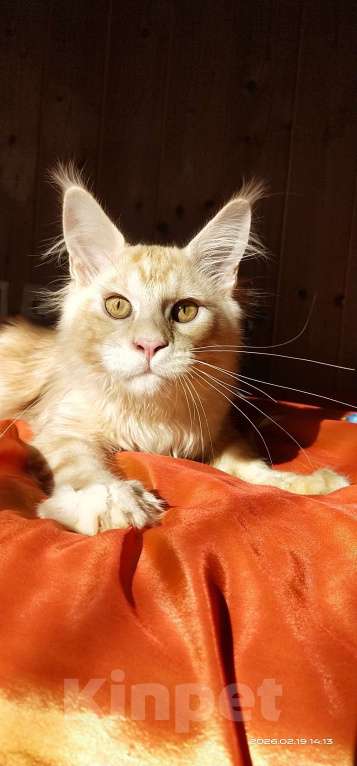 Кошки в Челябинске: КОТЕНОК МЕЙН-КУН Мальчик, Бесплатно - фото 3