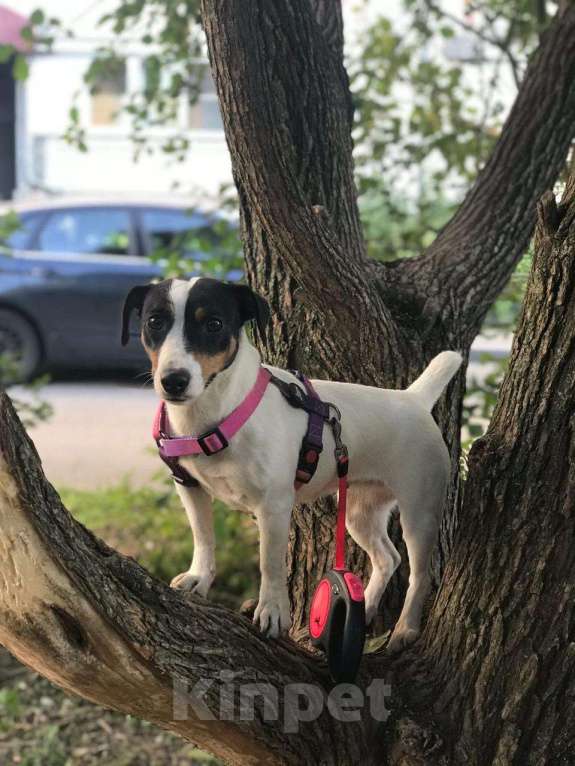 Собаки в Москве: Джек рассел терьер Тори в добрые руки Девочка, Бесплатно - фото 2